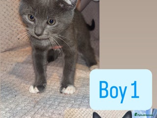 British Shorthair cats for sale: 4 beautiful domestic shorthair kittens for sale - Advert 1