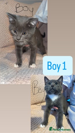 British Shorthair cats 4 beautiful domestic shorthair kittens for sale - Advert 1