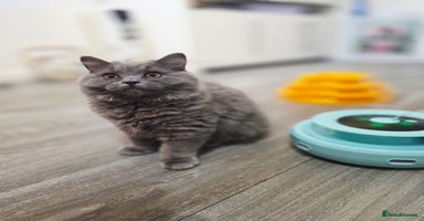 British Shorthair cats - Advert 8