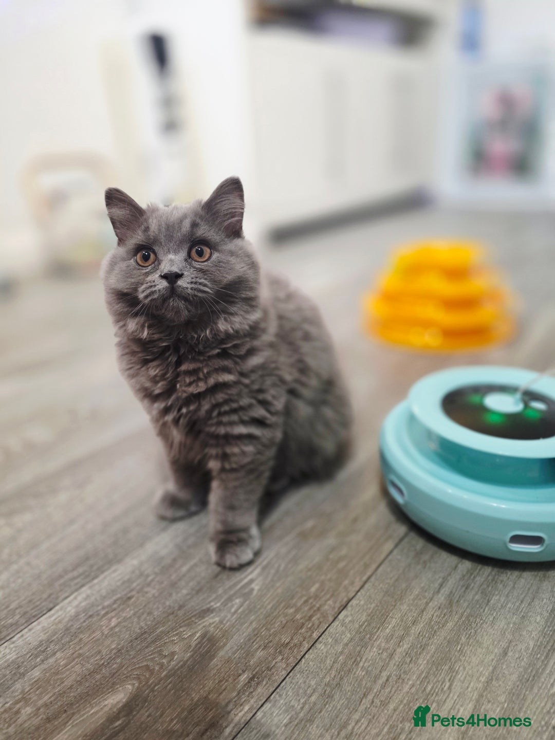 British Shorthair cats for sale: 1 beautiful girl ready NOW! British long hair  - Image 2