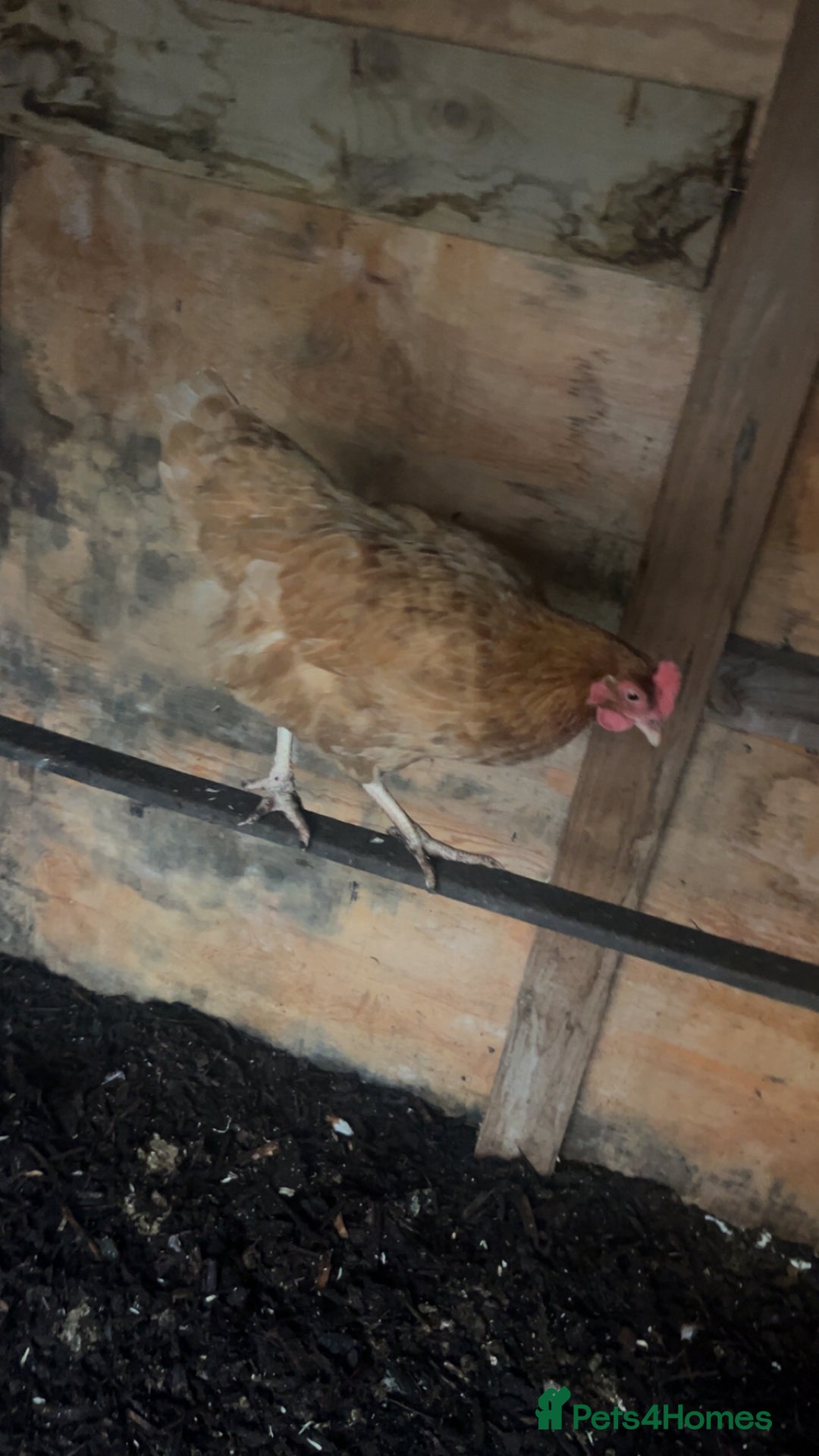 Chickens poultry for sale: 3 Laying Hens  - Advert 4