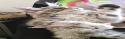 Maine Coon cats for sale: ❤️𝕾𝖙𝖚𝖓𝖓𝖎𝖓𝖌❤️ Maine Coon Kittens Ready - Advert 15