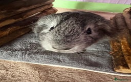 Guinea Pig rodents for sale: Baby male guinea pig - Image 4