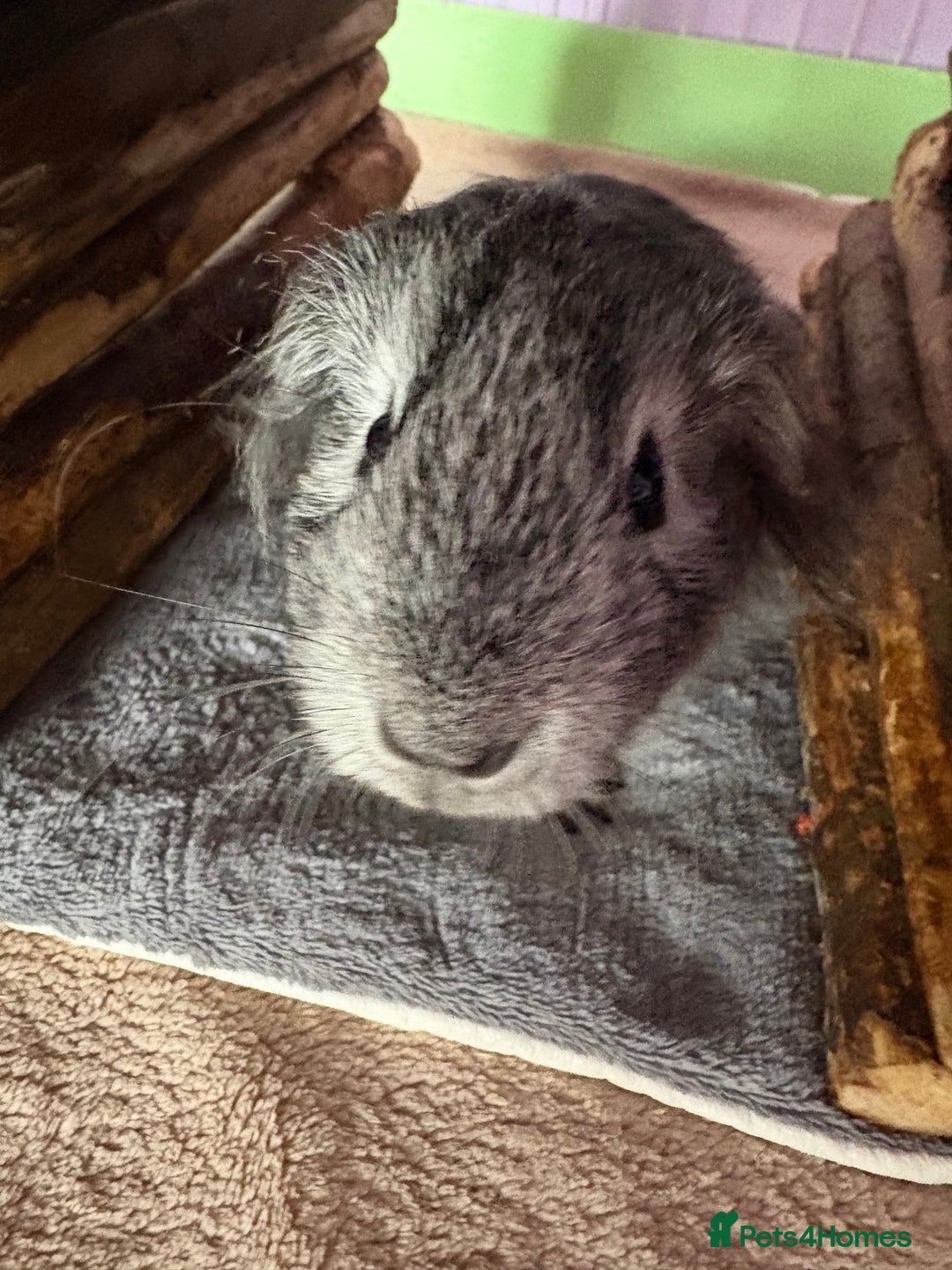 Guinea Pig rodents for sale: Baby male guinea pig - Image 4