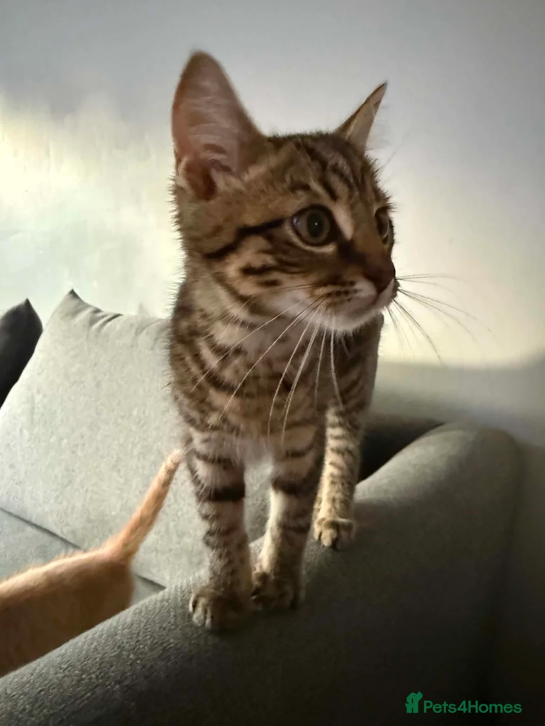Mixed Breed cats for sale: Beautiful 14 week old male tabby - Advert 2