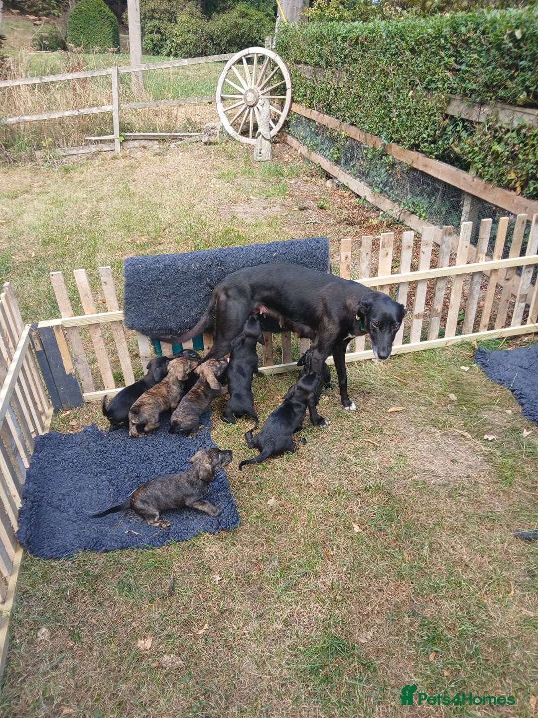 Mixed Breed dogs for sale: Dachshund x with Suluki Greyhound  - Image 3