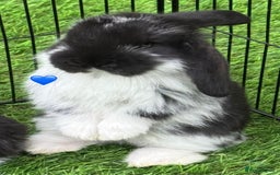 French Lop rabbits for sale: Pure French lops - Image 5