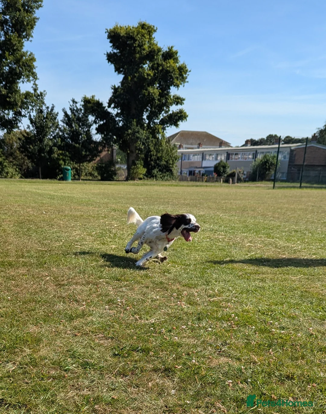 Sprocker dogs for sale: Murphy - Advert 8