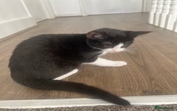 British Shorthair cats for sale: Tuxedo Kitten For Sale - Advert 5