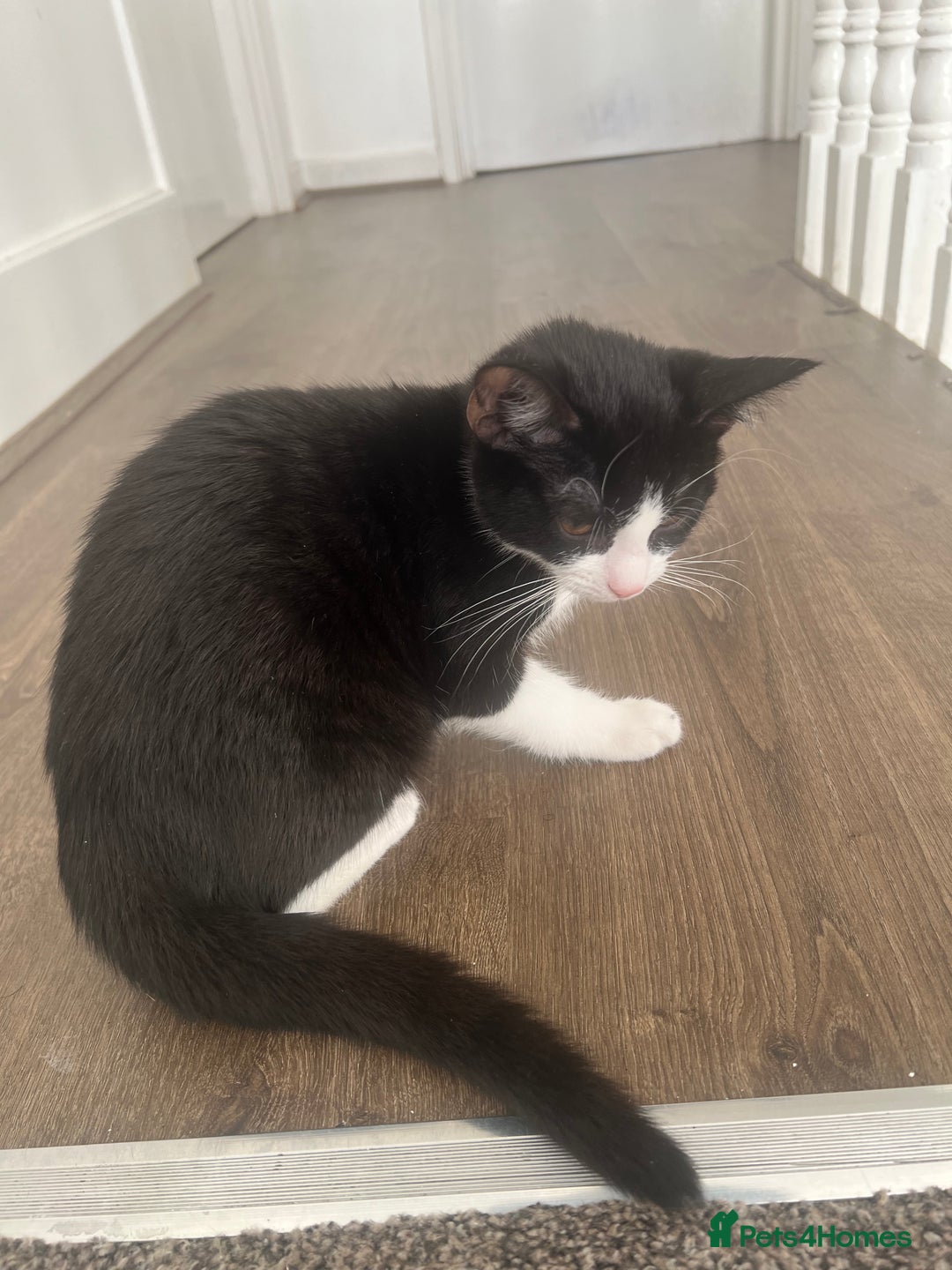 British Shorthair cats for sale: Tuxedo Kitten For Sale - Advert 5