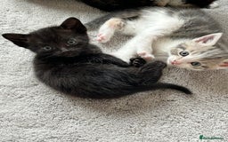 Mixed Breed cats for sale: 6 beautiful kittens ready now (4 left) - Image 10