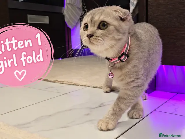Scottish Fold cats for sale: 🐾 Beautiful Scottish Fold & Scottish Straight🐾 - Advert 1