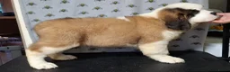 Saint Bernard dogs for sale: Show Quality Saint Bernard's  - Advert 30