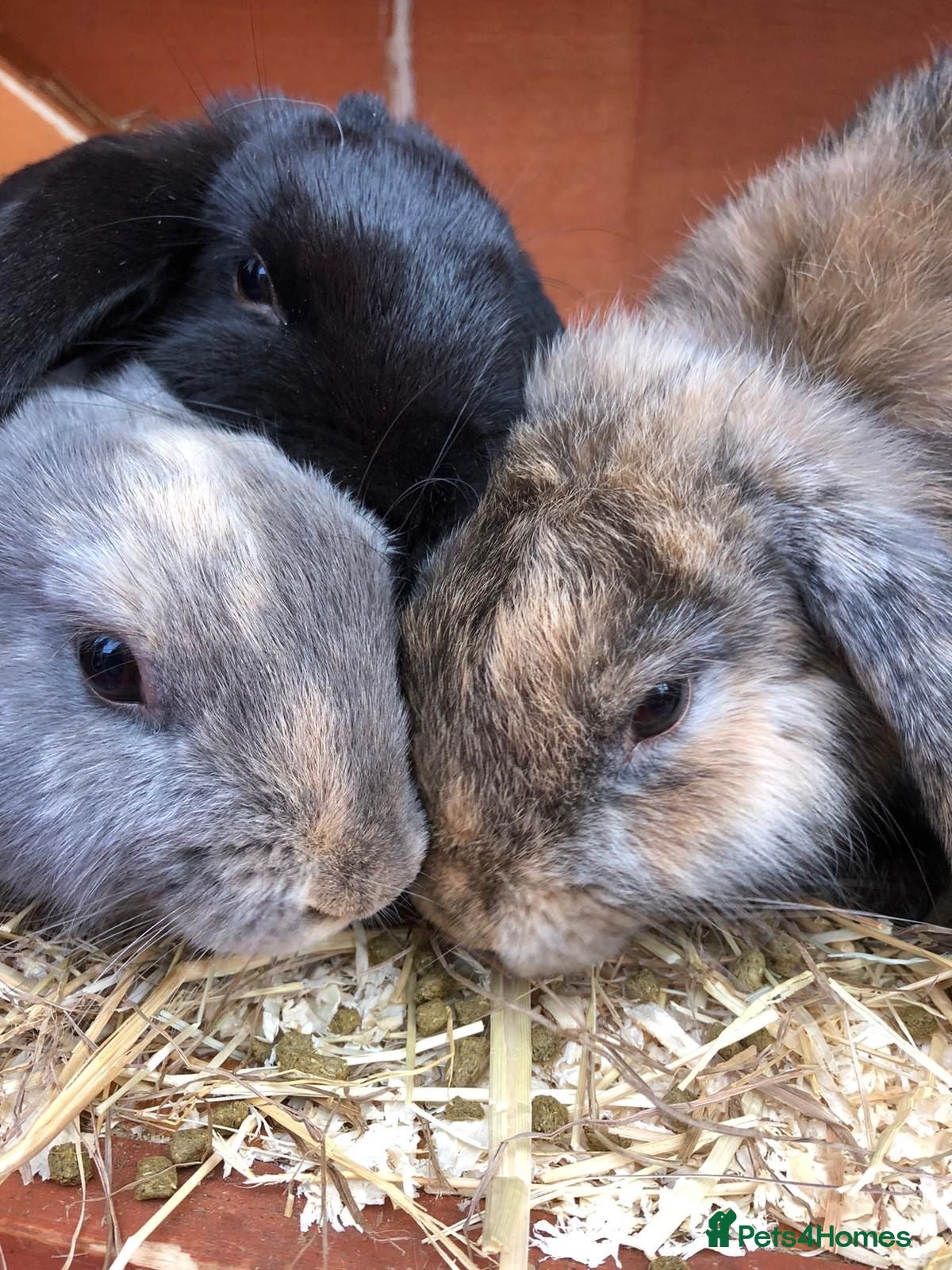 Dwarf Lop rabbits 3 dwarf lop rabbit sisters - Advert 1