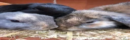 Dwarf Lop rabbits for sale: 3 dwarf lop rabbit sisters in Totnes - Advert 1