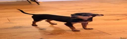 Miniature Pinscher dogs for sale: Mini pincher  - Advert 3