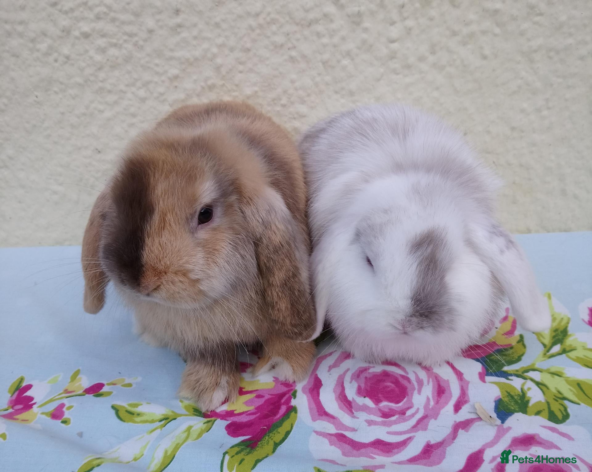 Mini Lop rabbits Pedigree Mini Lops - Advert 1