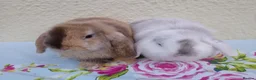 Mini Lop rabbits for sale: Pedigree Mini Lops in Tamworth - Advert 1