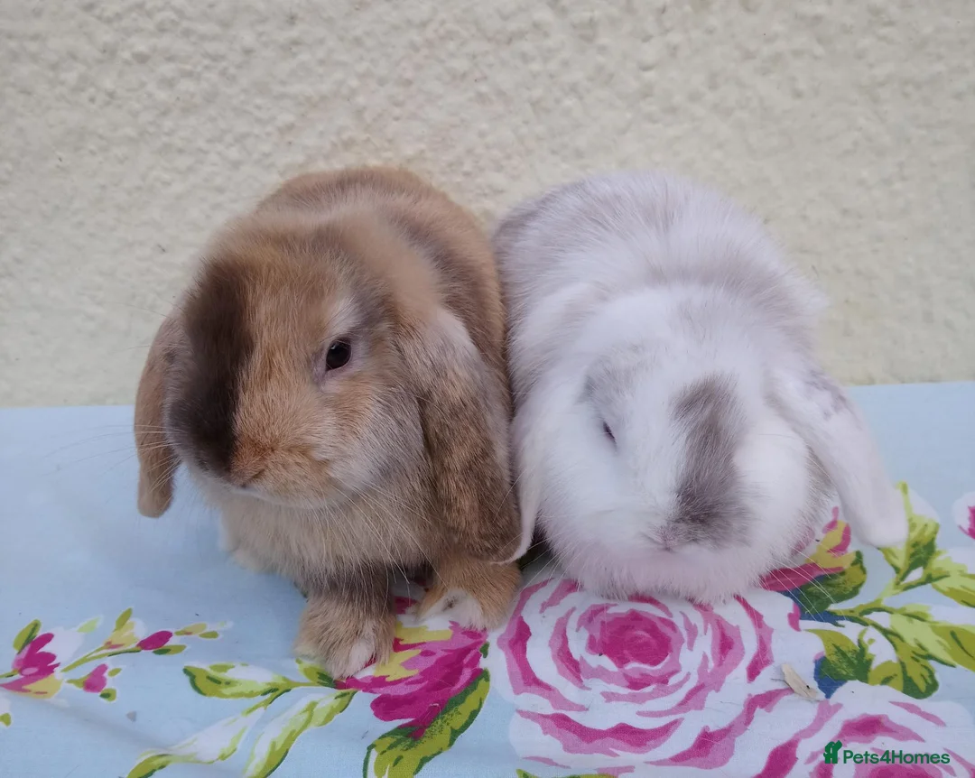 Mini Lop rabbits for sale: Pedigree Mini Lops in Tamworth - Advert 1
