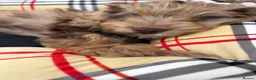 Cockapoo dogs for sale: F1 AMAZING COCKERPOO  - Advert 5