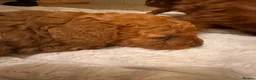 Australian Labradoodle dogs for sale: Double Doodles ( Australian mini labradoodles) - Advert 11