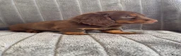 Miniature Dachshund dogs for sale: Long haired miniature dachshund puppies - Advert 4
