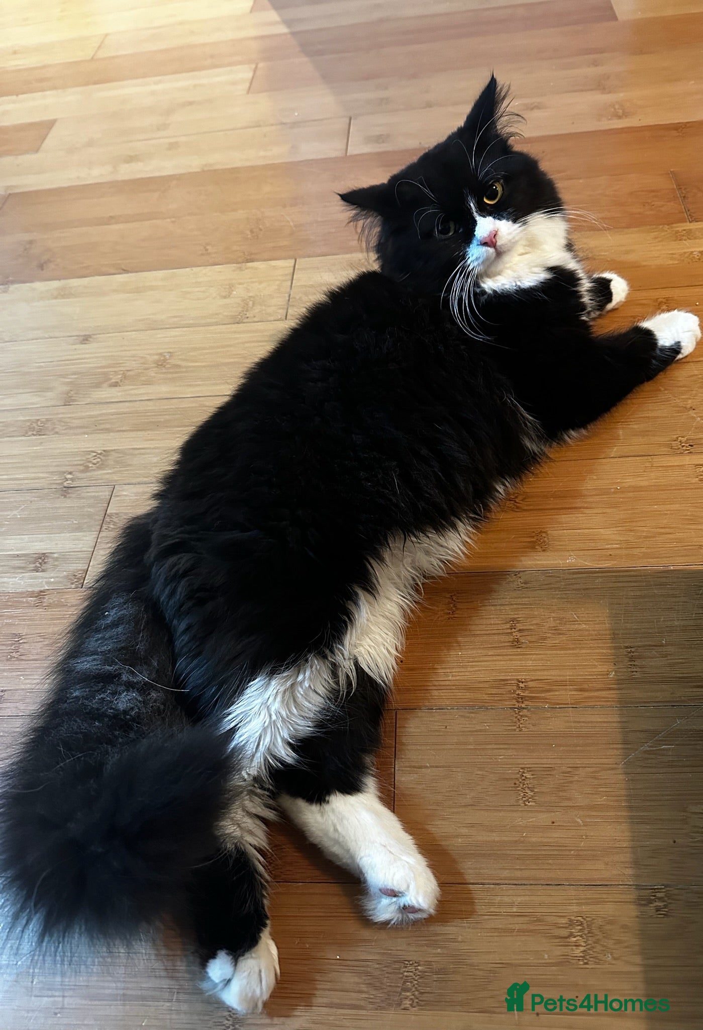 British Longhair cats Beautiful British Longhair Boy - Advert 18