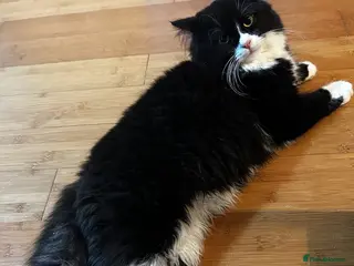 British Longhair cats Beautiful British Longhair Boy - Advert 18