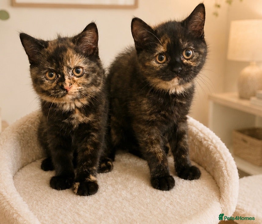British Shorthair cats 2 girls / GCCF - BSH - looking for forever homes  - Advert 6
