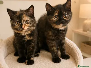 British Shorthair cats 2 girls / GCCF - BSH - looking for forever homes - Advert 14