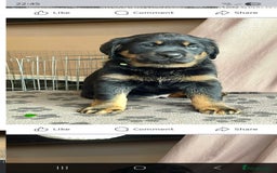 Mixed Breed dogs for sale: Luna pups - Image 12