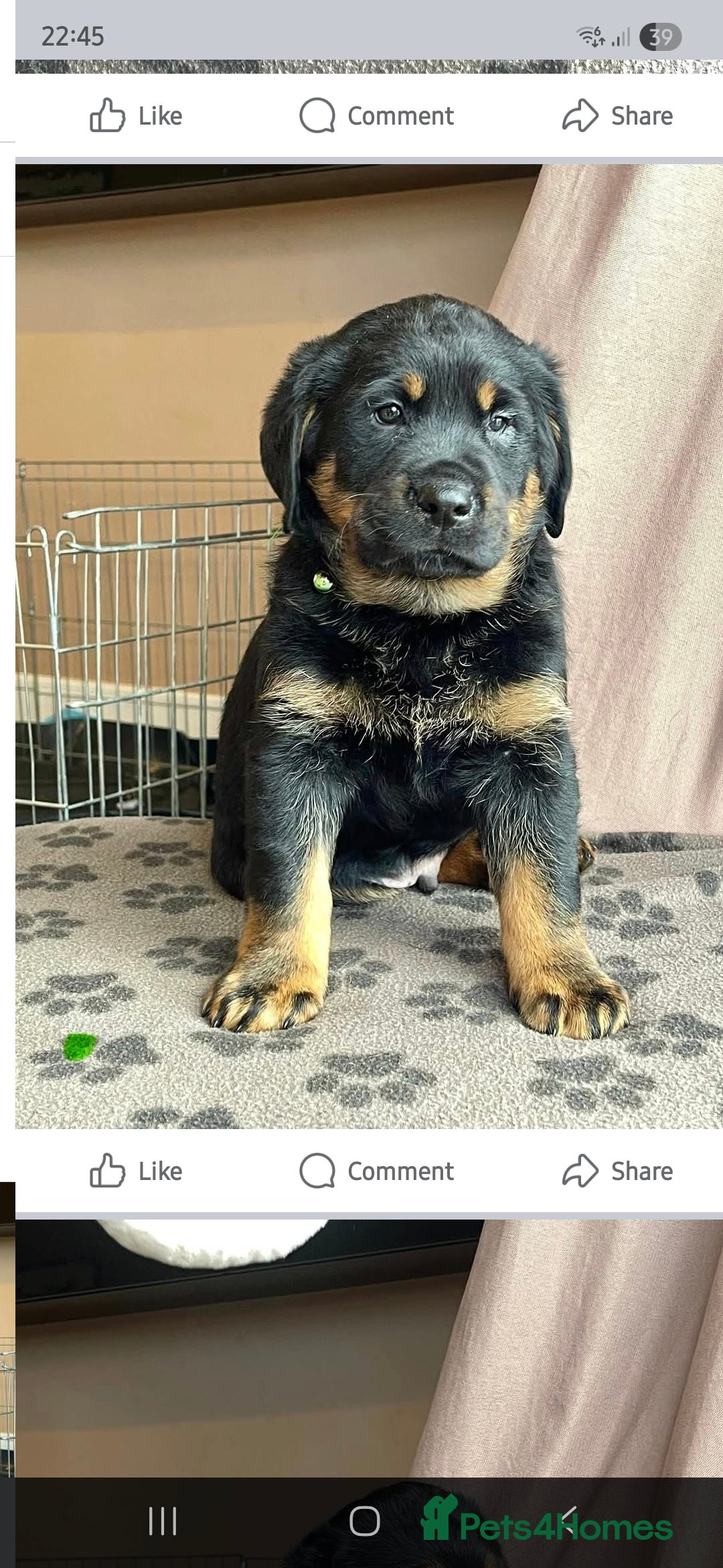 Mixed Breed dogs for sale: Luna pups - Image 12