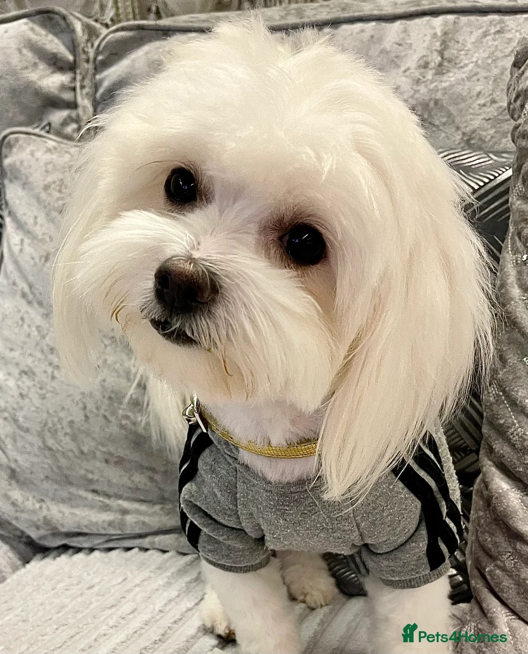 Maltese dogs for stud: Small Maltese for STUD! Pure breed! in London - Advert 9