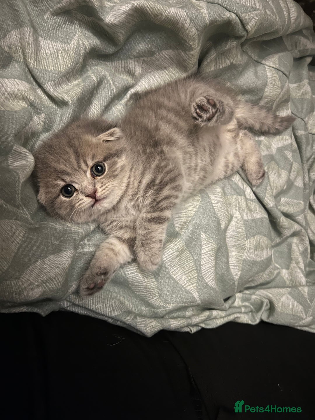 Scottish Fold cats for sale: Scottish Fold male kitten  - Advert 4