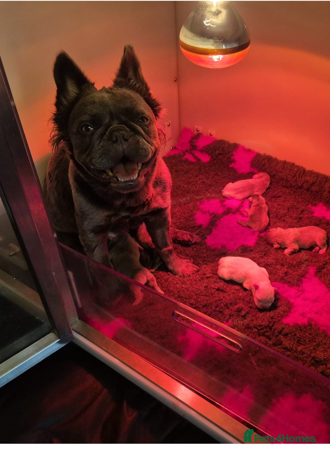 French Bulldog dogs for sale: Beautiful French bulldogs  - Advert 14