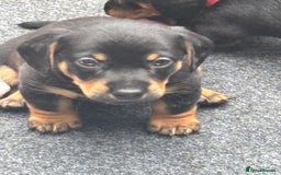 Mixed Breed dogs for sale: Jack Russell x Dachshund - Image 5
