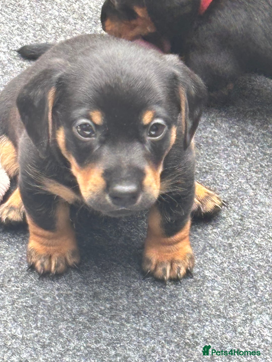 Mixed Breed dogs for sale: Jack Russell x Dachshund - Image 5