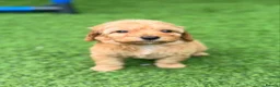 Cockapoo dogs for sale: Beautiful cockerpoo puppies - Advert 9