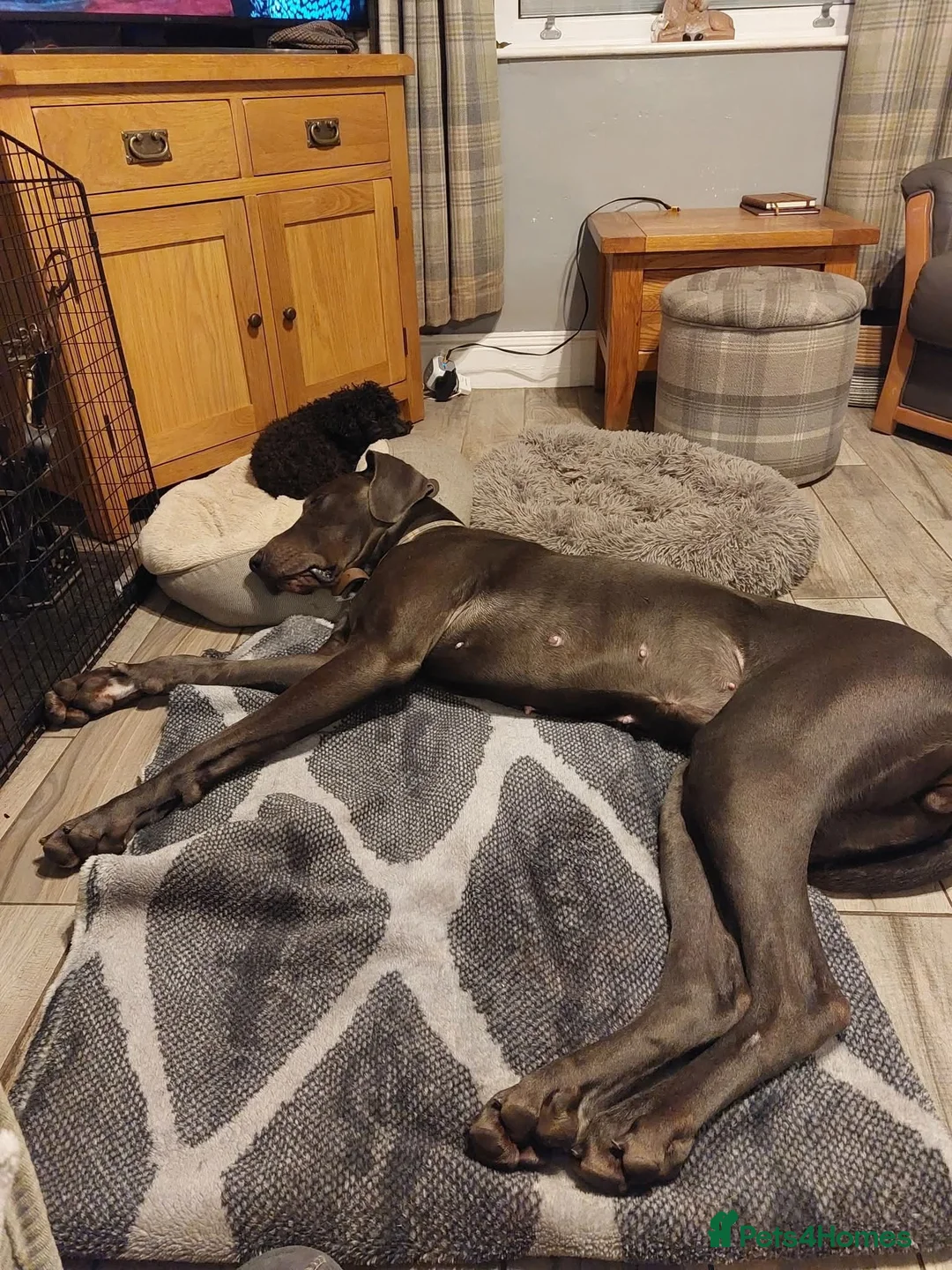 Great Dane dogs for sale: Adorable great dane - Advert 2