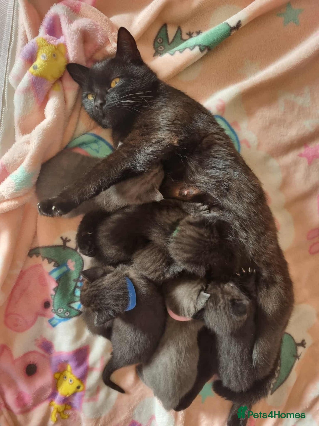 Mixed Breed cats for sale: Leo male kitten - Advert 4