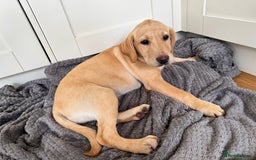 Labrador Retriever dogs for sale:  Unique Labrador ready for new home - Image 7