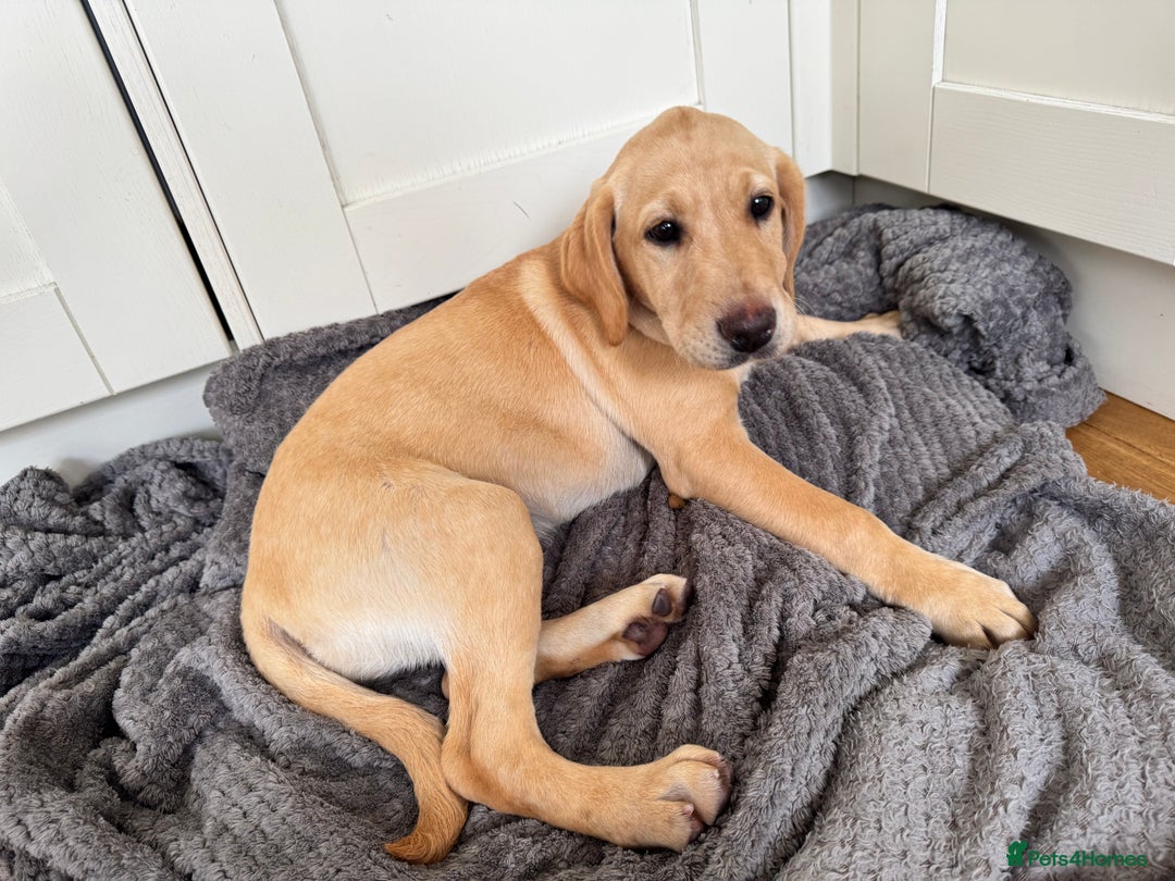 Labrador Retriever dogs for sale:  Unique Labrador ready for new home - Image 7