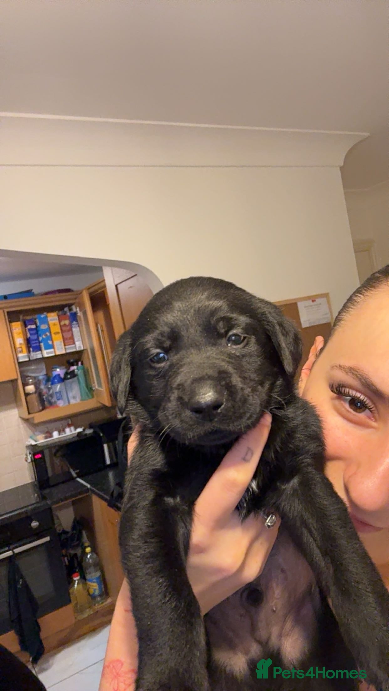 Labrador Retriever dogs 4 Gorgeous Puppies Left 🐾 Loving Homes Wanted - Advert 2