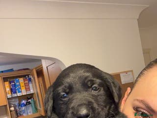 Labrador Retriever dogs 4 Gorgeous Puppies Left 🐾 Loving Homes Wanted - Advert 2