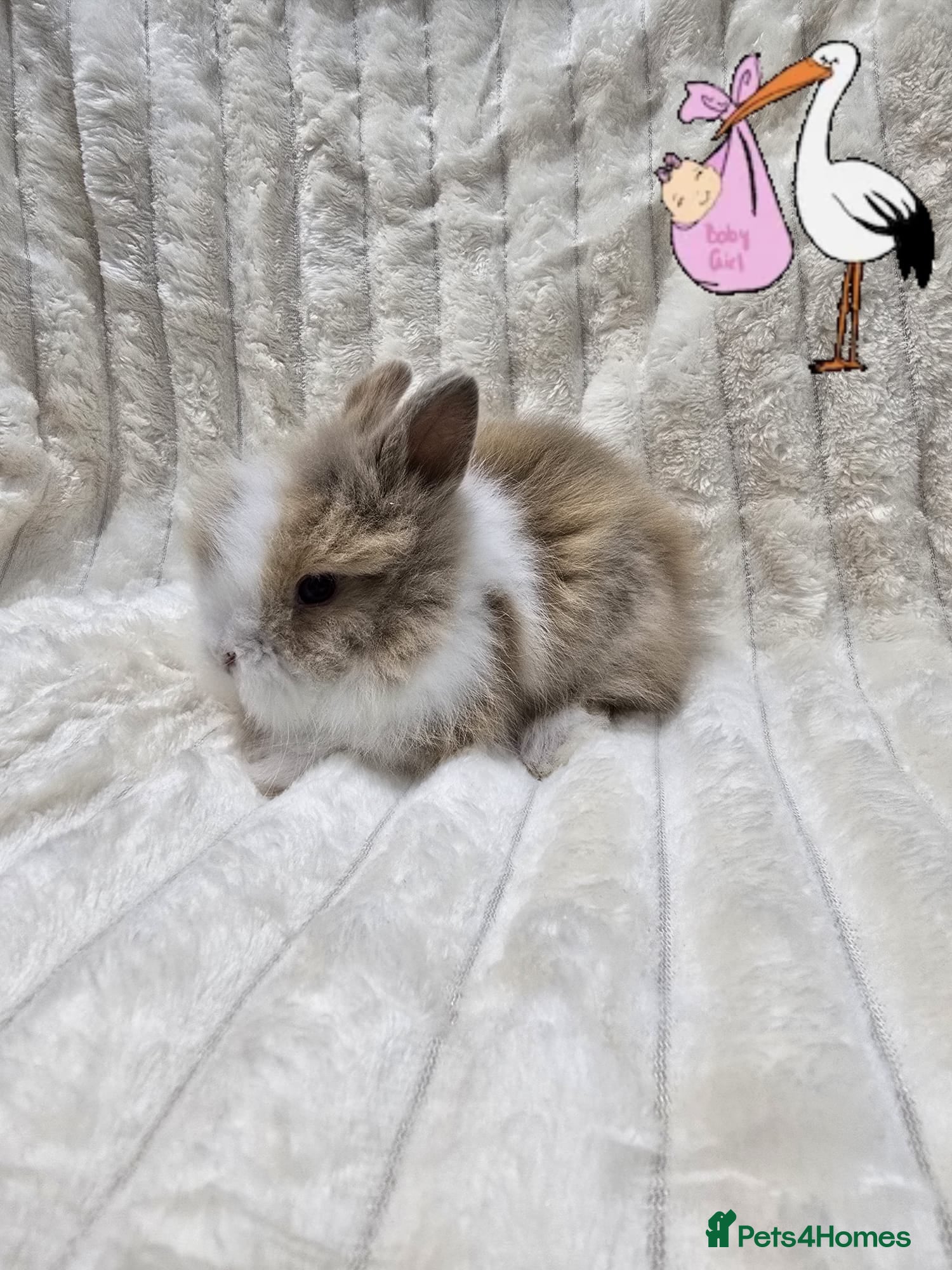Lionhead rabbits Mini double maned lion head - Advert 9