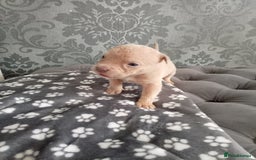 Mixed Breed dogs for sale: 4 beautiful American bullys - Image 7