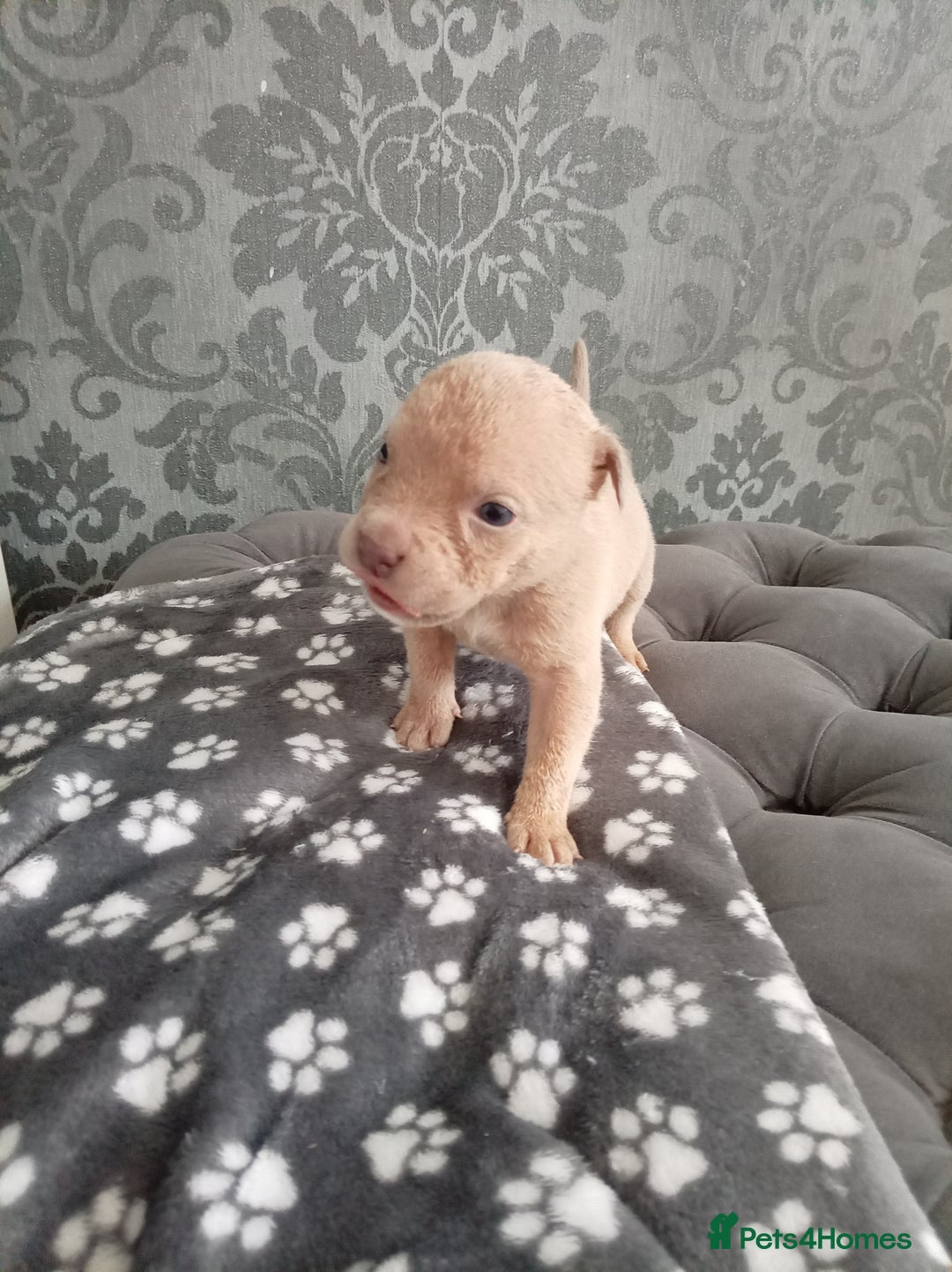 Mixed Breed dogs for sale: 4 beautiful American bullys - Image 7