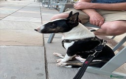 Miniature Bull terrier dogs for sale: Miniature bull terrier - Image 5