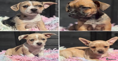 Mixed Breed dogs - Advert 11