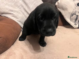 Labrador Retriever dogs - Advert 6